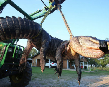 ​The Largest Alligator Ever Caught! They needed a crane to lift it!
