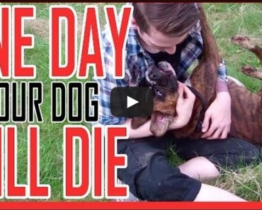 EVERY Dog Owner Needs To Watch This. It Will Change The Way You Look At Your Dog! You will cry for sure!