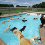 dog-pool-party-lucky-puppy-10
