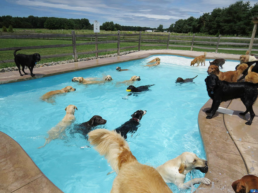 dog-pool-party-lucky-puppy-10