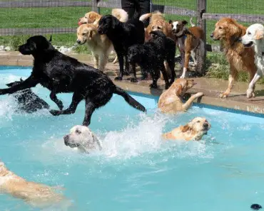 This Is What A “Pool dog party” looks like