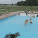dog-pool-party-lucky-puppy-3
