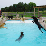 dog-pool-party-lucky-puppy-8