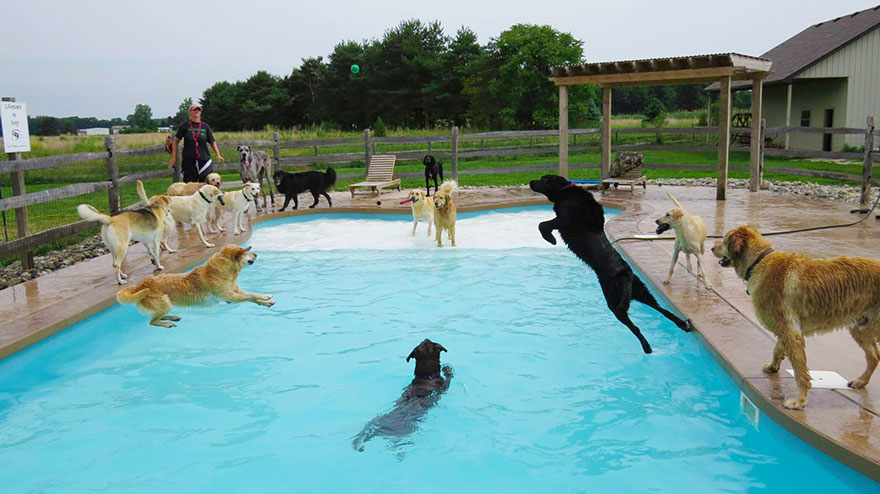 dog-pool-party-lucky-puppy-8