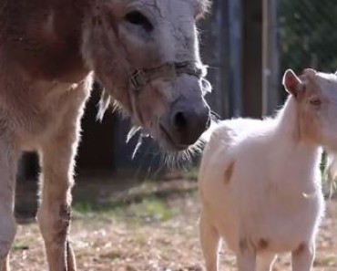 Amazing friendship between a Goat And a Donkey