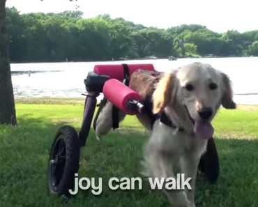 Paralyzed at the age of six months, this puppy has learned that nothing is impossible