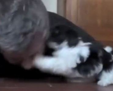 The Most Adorable Thing That Happens When You Lie Down Next To A Puppy