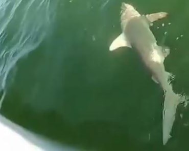 There’s always a bigger fish. Giant Fish Eats Hooked Shark!