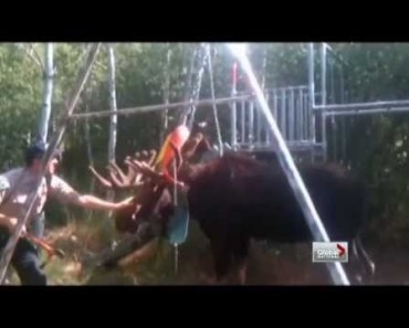 A huge moose was stuck in a children’s swing. This police man risks his life to save the animal! Amazing!