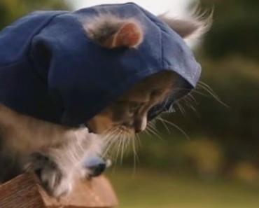 Assassin’s Kittens Unity. If you love animals, you must watch this video!