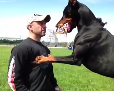 This HUGE Doberman is one of the most well-trained dogs in the WORLD!