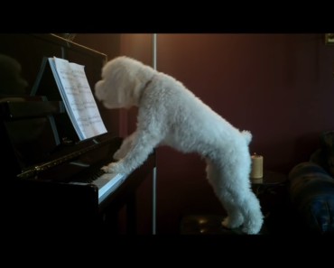 3 times a day, the dog sits down at the piano and does THIS! What a music lover quadruped!