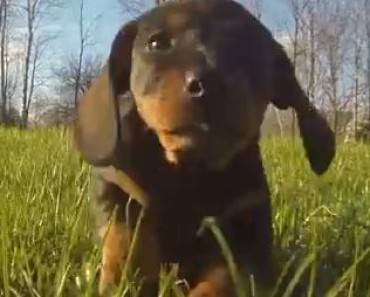 It’s puppy time. Close Up Of Dachshund Puppies Running Is Adorable !