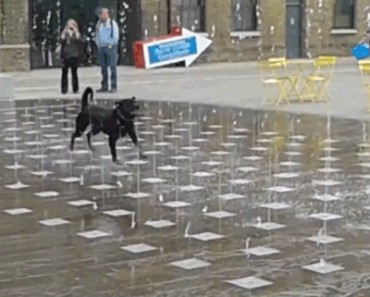 Dog Runs Through Water Fountain. Is this the happiest dog on the earth?