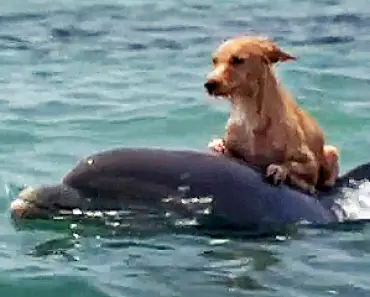 This dolphin comes to shore daily, to take his canine friend for a swim