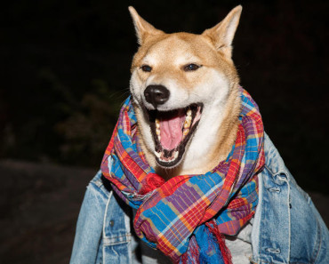 This Dog Makes $15,000 A Month Modeling Menswear. Let`s meet BODHI