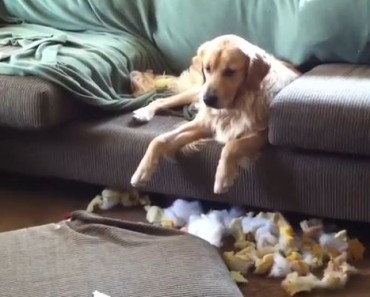 11 Guilty Dogs Who Are Very Sorry. Prepare for your heart to melt