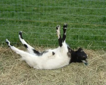 The fainting goat is the FUNNIEST thing you will see today! You will laugh Instantly !