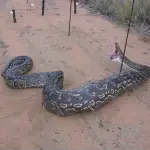 giant snake