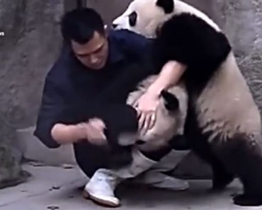CUTE ALERT！Clingy pandas don’t want to take their medicine