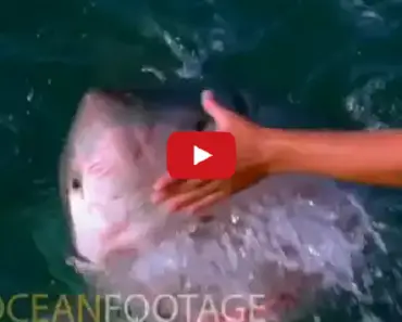 Guess What Happens When A Man Pets A Great White Shark