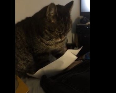 Cat Plays With Piece Of Paper. You Must See This