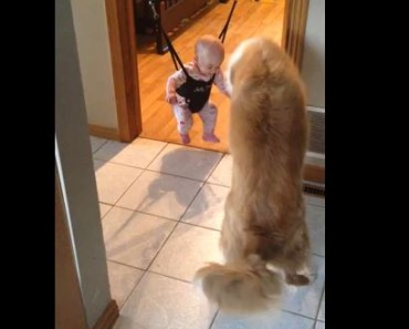 Dog Teaches Baby How To Bounce