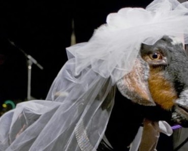 Unbelievable! A Man From Sudan Is Being Forced By Authorities To Marry A Goat! You Have To See Why!