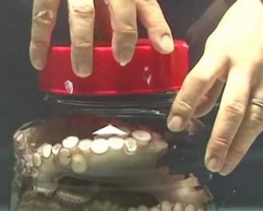 They Trapped An Octopus Inside A Closed Jar. How The Creature Escaped Left Everyone Speechless!