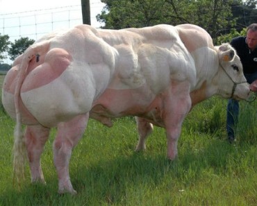Amazing! This Bull On Steroids Would Make Arnold Schwarzenegger Green With Envy!
