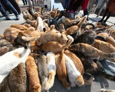 Cat Island: Would You Live In A Place Where Felines Outnumber Humans 6 to 1?