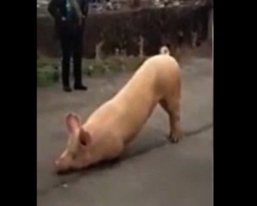 Just Another Pig Praying Outside A Buddhist Temple! Viral Video