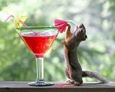 This Hilarious Video Of A Drunken Squirrel Will Make Your Day!