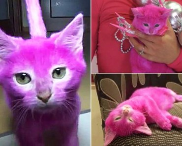 She Dyed Her Cat Pink For A Party! What Happened Next Outraged The Whole World!