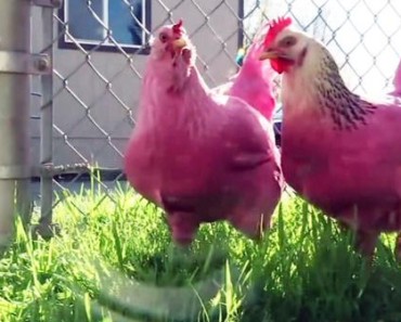 Find Out What’s Up with the Mysterious Pink Chickens That Left Everyone Dumbstruck!