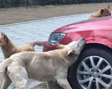 A Man In China Kicked A Stray Dog. The Dog Returned Later With Friends And Trashed His Car