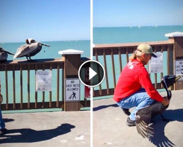 This Pelican Was Starving With Wire Holding His Beak Shut, Until This Man Did Something Very Risky