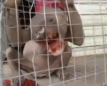 Mysterious Creature Was Filmed Chewing Its Way Through A Steel Cage!