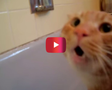 Your Jaw Will Drop When You Hear What This Unhappy Cat Has to Say to His Owner during Bath Time