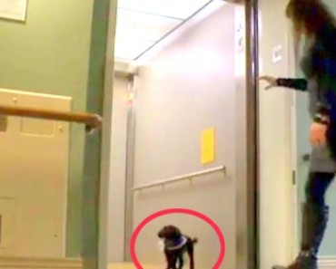 EVERYDAY THIS LITTLE DOG RIDES THE ELEVATOR – THE REASON WHY BROKE ME