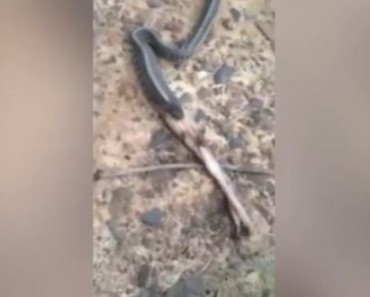 They Rescued a Trapped Snake, But Froze When It Opened Its Mouth!