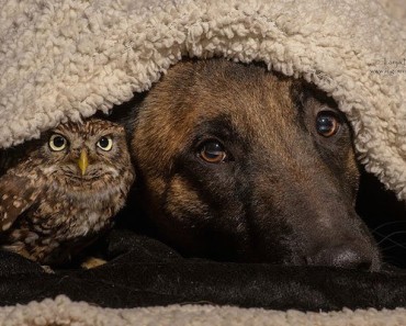 There’s Nothing Sweeter than This Dog and His Owl Best Friend. Honestly, There Just Isn’