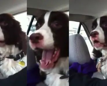 This Dog Sees A Squirrel While He Is In The Car. His Reaction? I Can’t Stop Laughing