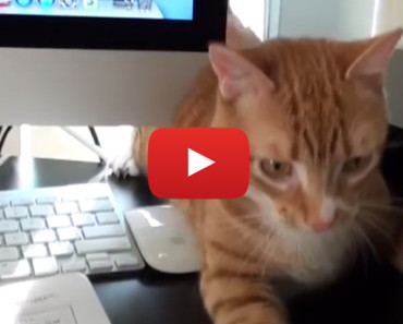 It Can Be Tough To Work with Cats – This Made Me Laugh Out Loud!