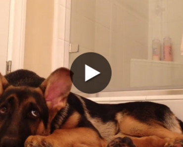 Talented German Shepherd Sings Along With His Owner In The Shower