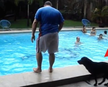 Toyo, the Labrador Retriever, loves to help people in the pool