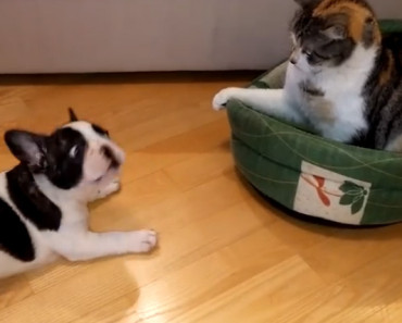 Puppy Tries To Reclaim His Bed From An Intruder – This Is So Funny!