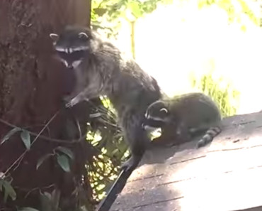 Watching This Mama Raccoon Teaching Her Little One To Climb Is Going To Make Your Day