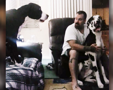 This Dog Is Jealous When Dad Petting His Brother