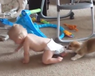 Puppy Grabs the Baby’s Diaper.  Now Watch How the Baby Reacts. Too Cute